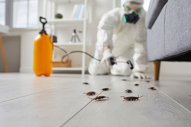 Post-Treatment Bed Bug Interceptor Monitoring in New Palestine